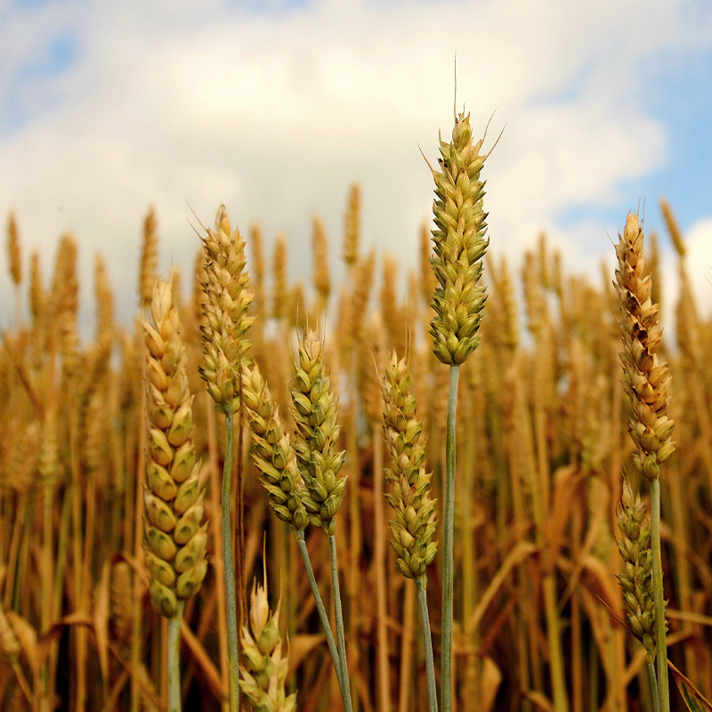 Increasing agricultural yield with amphoteric surfactants